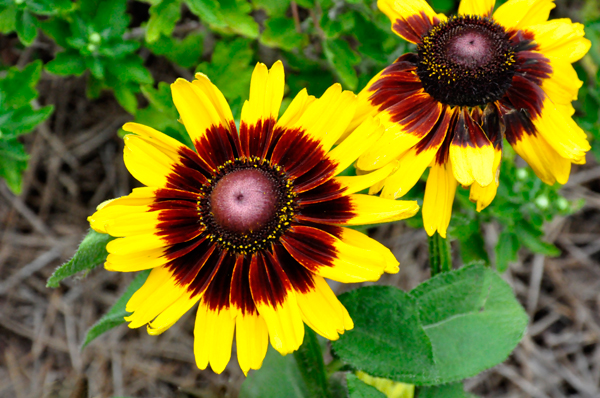 flowers